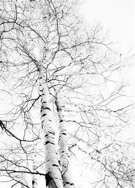 2785 Null White Birch Trees Tree Photography Nature Photography