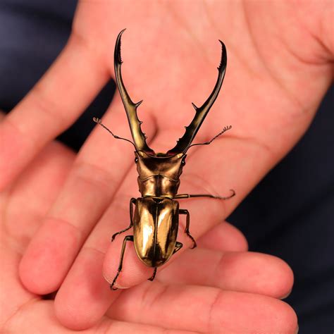 Golden Bug Cyclommatus Metallifer Finae Zhenpeng Jiang Flickr