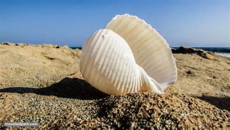 The Best Shelling Beaches In East Coast Florida Travelled Path