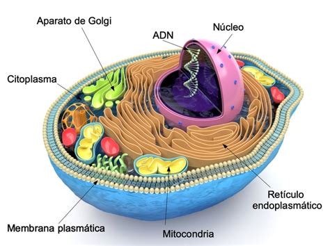 Imagenes De La Celula Eucariota Y Sus Partes Consejos Celulares Images