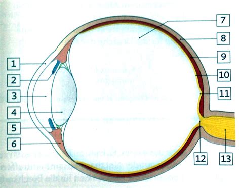 Bestandteile Des Menschliches Auges Diagram Quizlet