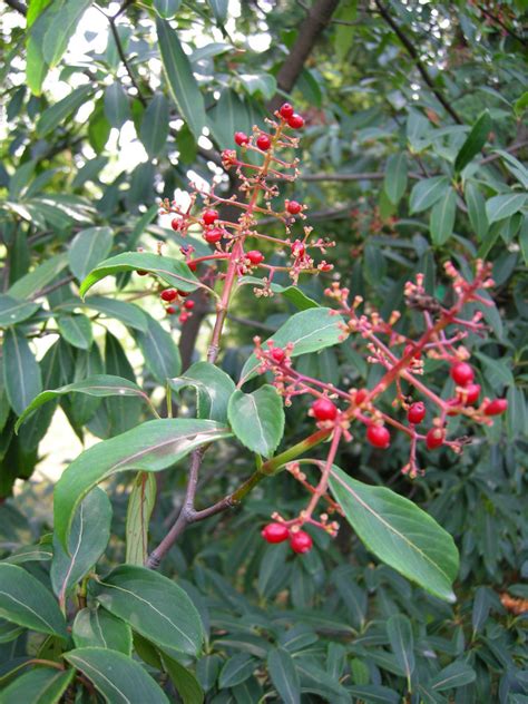 Garten Navi Chinesischer Schneeball Viburnum Henryi