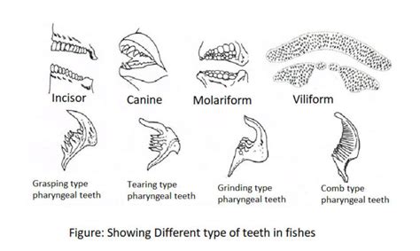 Feeding Adaptation Of Fishes Biology Educare