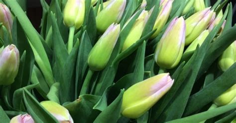 Fleuriste Isabelle Feuvrier Les premières tulipes