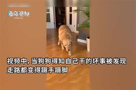 狗子干坏事被主人发现后慌张得不敢靠近，心虚小表情笑翻网友干坏事表情主人