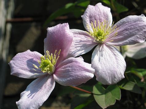 Gambar Alam Mekar Menanam Daun Bunga Botani Flora Ungu