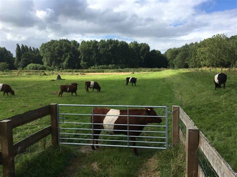 Lakenvelders In Het Polderpark Groen Cronesteyn