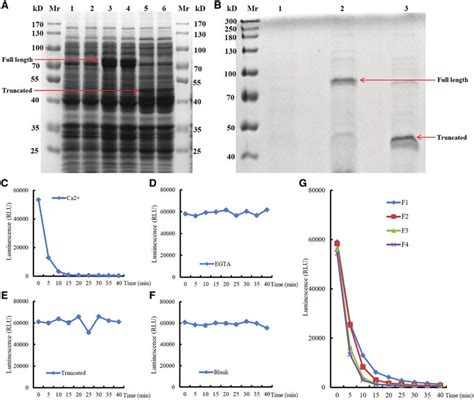 Expression Purification And Activities Of Full Length And Truncated Download Scientific