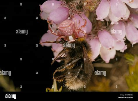 Crab Spider Misumena Vatia With Matching Pink Colour On Heather