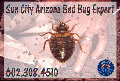 Affordable Bed Bug Control Sun City West Az