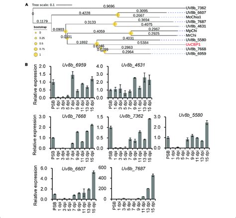 Phylogenetic And Expression Analyses Of UvCBP1 Paralogs In U Virens