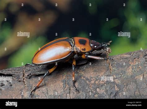 Stag Beetle Homoderus Gladiator Fotografías E Imágenes De Alta