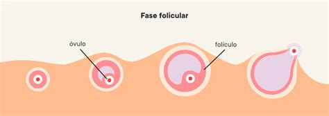 La Menstruaci N Y Sus Fases Gynemid