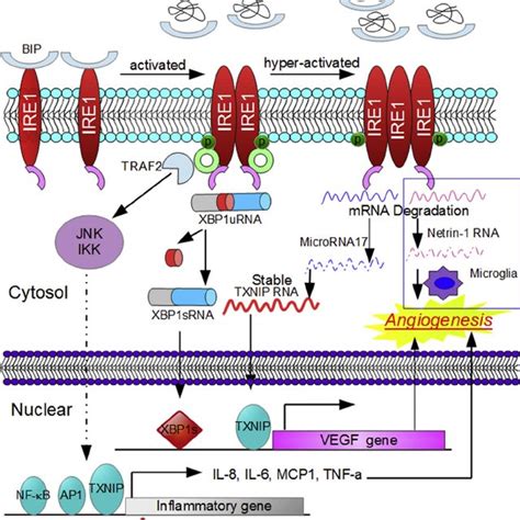 Potential Role Of Er Stress In Hematopoietic Stem Cell And Progenitor