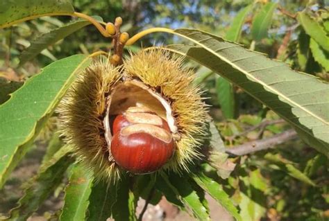 CALDO L Autunno Bollente Ha Fatto Slittare Di Almeno 20 Giorni La