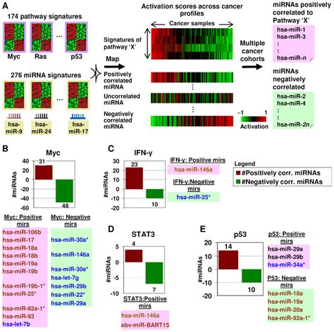 Identifying Mirnapathway Connections A Pathway And Mirna Gene