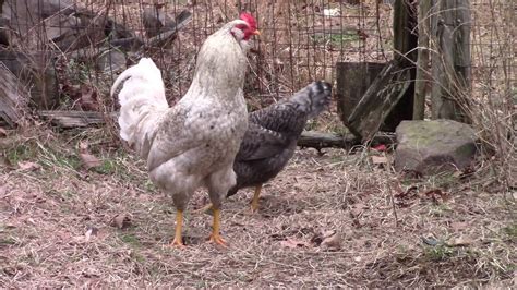 Chickens Mating Youtube