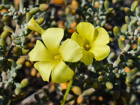 Free Images Nature Blossom Field Meadow Leaf Flower Petal