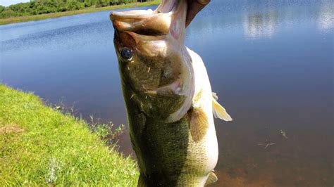 My Pb Largemouth Bass For 2019 So Far 723lbs Youtube