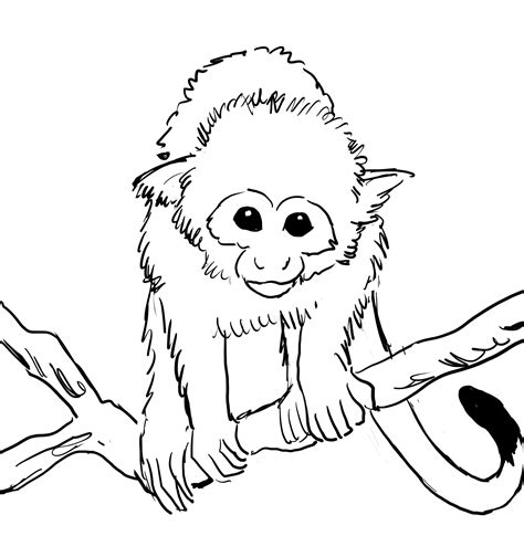 Monkey Coloring Pages