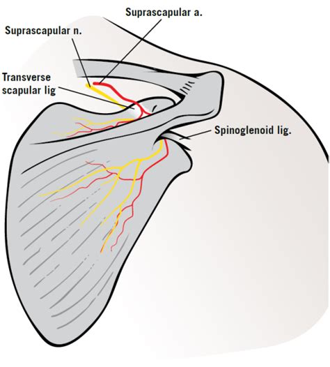 Aspetar Sports Medicine Journal Throwing Athletes And The Role Of