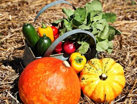 Kostenlose Foto Blume Dekoration Orange Ernte Produzieren Herbst