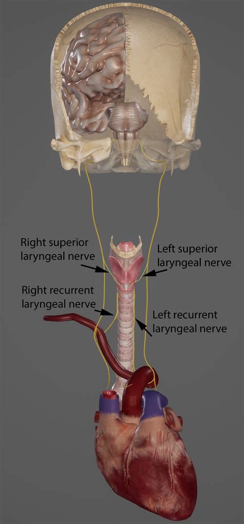 Laryngeal Nerve Dysfunction Recurrent And Superior Laryngeal Nerves