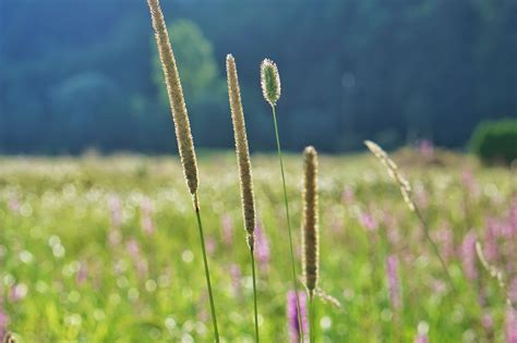 Pastos Prado Campo Foto Gratis En Pixabay Pixabay