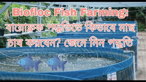 Is Biofloc Fish Farming Successful How To Start Biofloc Fish Farming