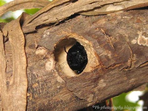 Picture of carpenter bee nest, how to get rid of black widow spiders in ...