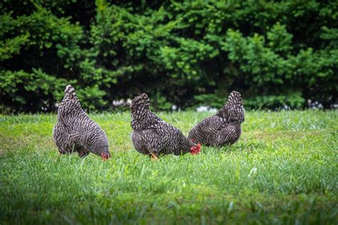 raising  home chicken flock university  maryland extension