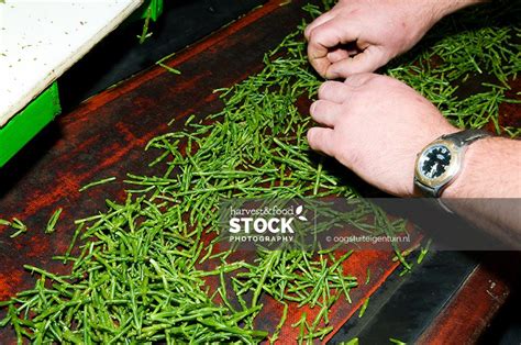 Geoogste Zeekraal Op Lopende Band Harvest Food Stock Photos