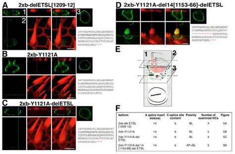 The Pdz Motif And Tyrosine Based Motif Are Not Important For Pmca Xb