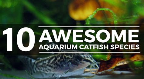 10 Best Aquarium Catfish Species (The Ultimate Catfish Guide)