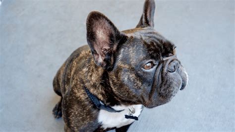 Brindle French Bulldog Traits Personality And Care Guide Pawsafe