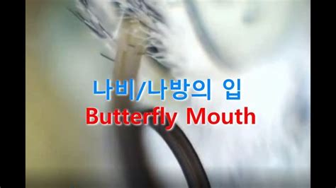 the words butterfly mouth are written in korean