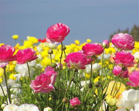 Pink Ranunculus Ranunculus Green Rose Flower Yellow Nature Pink