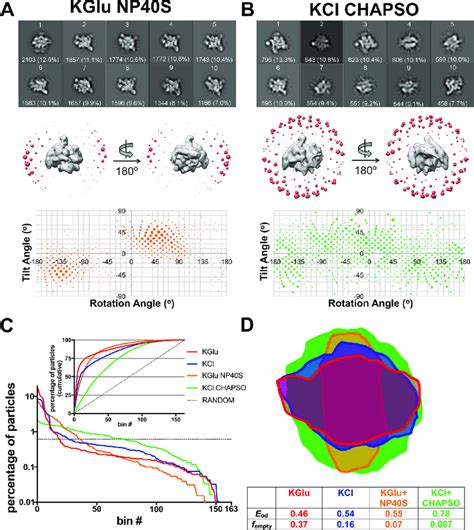 Single particle cryo EM analysis of 6S Eσ 70 particle orientation