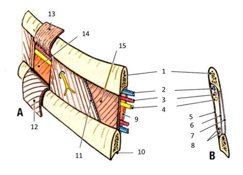 structures   intercostal space primer diagram quizlet