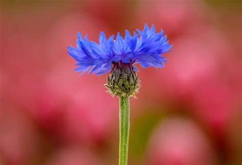 Premium Photo Single Blue Cornflower Or Bachelor S Button Centaurea