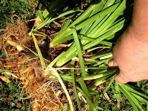 How To Transplant Daylilies