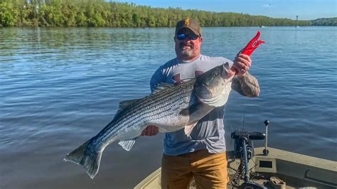 How To Catch Striped Bass In The Spring Wired2Fish