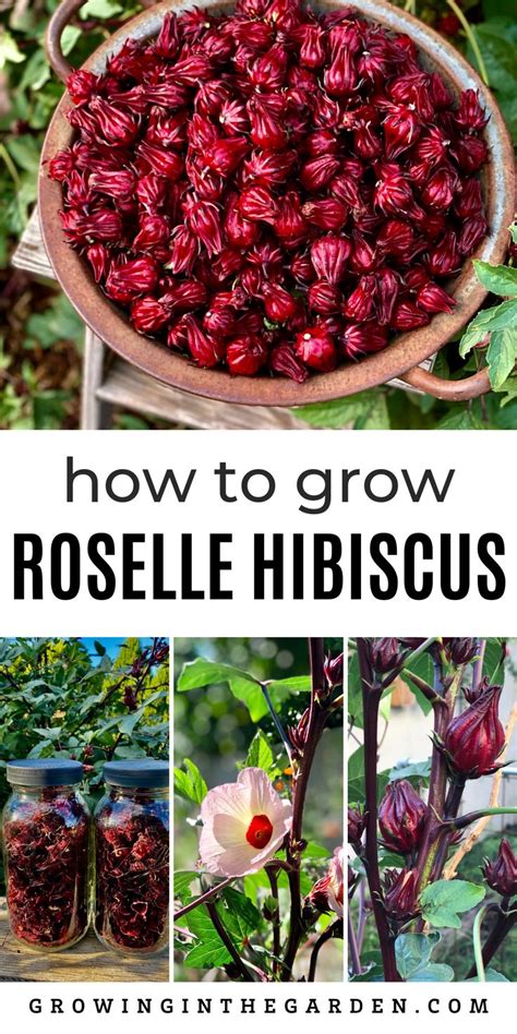 How To Grow Roselle Hibiscus Growing Jamaican Sorrel In 2024 Food