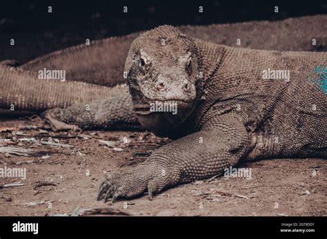 El Lagarto Mas Grande Del Mundo Fotograf As E Im Genes De Alta