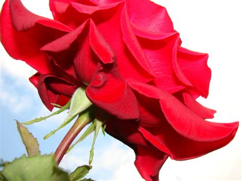 roos  stock  rgbstock  stock images cuscoaching