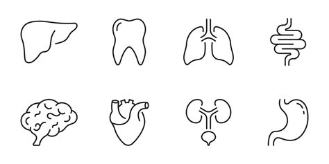 Healthcare Outline Icon, Internal Organ Anatomy. Human Brain, Intestine ...