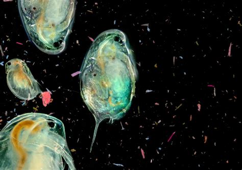 Plankton Converts Microplastics Into Dangerous Nanoparticles