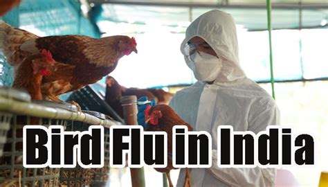 Bird Flu In India 2025 Key Symptoms Causes Prevention