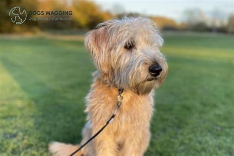 Wheaten Terrier Mix: The Ultimate Handbook