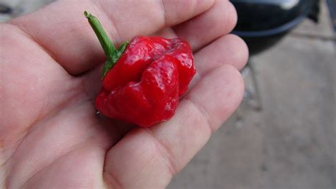 Jamaican Red Scotch Bonnet Pepper Capsicum Annuum Pod Review 2020